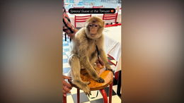 Herr Nilsson auf Abwegen! Tierischer Besuch in der Kult-Pizzeria "Tomate"